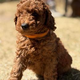 Hemi - Red  female Goldendoodle puppy in Larimer County, Colorado from Puppy Love Doodles