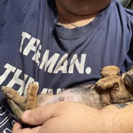 Dachshund Puppies from Witchy Woman’s Wiener’s