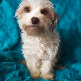 Sasha - Yorkshire Terrier