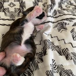 Shih Tzu puppies from Kathy Diego's Shih Tzus