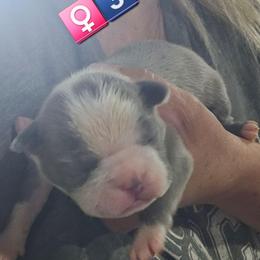 Girl 3( 5th born) - Blue female Boston Terrier puppy in Versailles, Indiana from Benhams Bostons