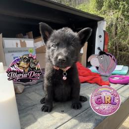 Eeyore - Black female German Shepherd puppy in Livingston, Kentucky from Illyria Dox & GSD