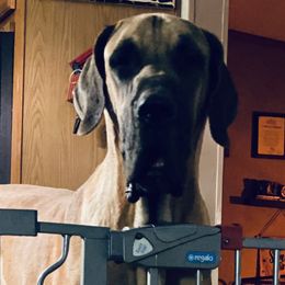 Dude - Great Dane