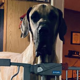 Dude - Great Dane