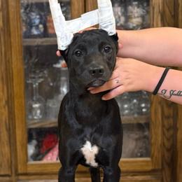 Bunny x Swagger 3 - Black and white female Xoloitzcuintli puppy in Hico, Texas from Amayla Kennels