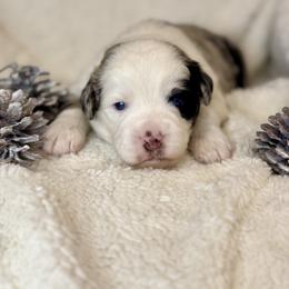 Pepper - Blue merle male Miniature Australian Shepherd puppy in Bozeman, Montana from +s mini Aussies