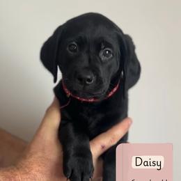 Daisy - Black female Labrador Retriever puppy in Lonsdale, Minnesota from Cedar Ridge Labradors