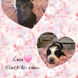 Coco - Black white and tan female English Springer Spaniel puppy in Freeland, Michigan from McNally's Springer Spaniels