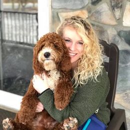 Goldendoodles and Golden Retrievers from Deer Creek Goldens of WV
