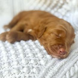 Green Collar - Red  male Goldendoodle puppy in Stockton, California from Port City Doodles