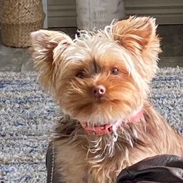 Nahla - Yorkshire Terrier
