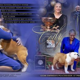 Bulldog and French Bulldog All Grown Up from Empire Bulldogs & French Bulldogs