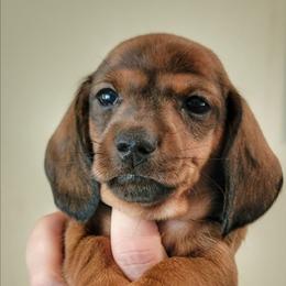 Kashmir - Red male Dachshund puppy in Mountain Grove, Missouri from Blueprint K9 Dachshunds- www.BlueprintK9.com
