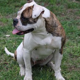 Marie - American Bulldog