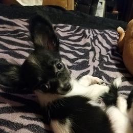 Diamond - Chihuahua