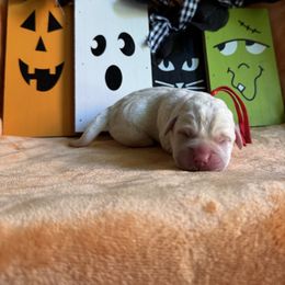 Red Collar Male - Yellow male Labrador Retriever puppy in Kissimmee, Florida from SunState Labs