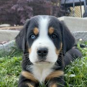 Archie- Brown - Black, white and red male Greater Swiss Mountain Dog puppy in Honey Brook, Pennsylvania from Sweet Stream Swissies