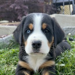 Archie- Brown - Black, white and red male Greater Swiss Mountain Dog puppy in Honey Brook, Pennsylvania from Sweet Stream Swissies