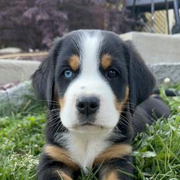 Archie- Brown - Black, white and red male Greater Swiss Mountain Dog puppy in Honey Brook, Pennsylvania from Sweet Stream Swissies