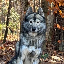 UKC Champion Aadi - Agouti and white male Siberian Husky puppy in Mechanicsville, Virginia from Shinko Siberians