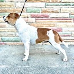 Cash - Staffordshire Bull Terrier