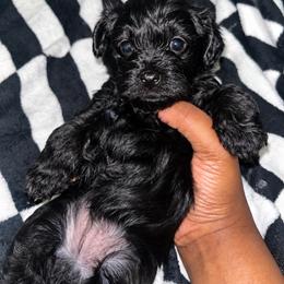 Froggy 2000 - Black male Yorkipoo puppy in Gastonia, North Carolina from Banks Dynasty Kennel