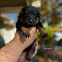 Gloria - Black and rust female Beauceron puppy in Scott, Arkansas from Seelingers Beaucerons