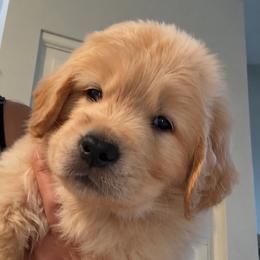 4th pick boy - Golden male Golden Retriever puppy in Fresno, California from Warwick’s Central California Goldens