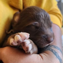 Pink - Red tri-color male Australian Shepherd puppy in Camp Verde, Arizona from Diamond Pines Farm