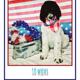 Poodle Puppies from Paw Print Poodles