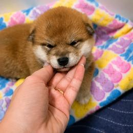 Shiba Inu Puppies from Diwasou
