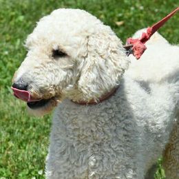 Bernedoodles, Double Doodles, and Goldendoodles from North Texas Golden Mountain Doodles