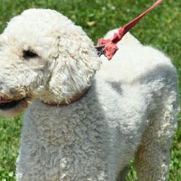 Bernedoodles, Double Doodles, and Goldendoodles from North Texas Golden Mountain Doodles