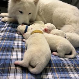 Samoyed Puppies from Sweet T's