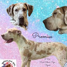 Promise - Great Dane