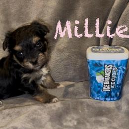 Millie (white collar) - Black & tan tri-color female Morkie puppy in Seneca, Missouri from M.Y. Morkies and Yorkies