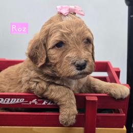Roz - Red  female Goldendoodle puppy in Neillsville, Wisconsin from Granton Creek