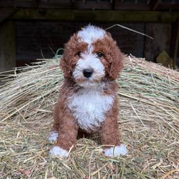 Jingle - Red  male Goldendoodle puppy in Roseburg, Oregon from Dbos Furry Friends