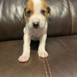 Girl 4 - White and cream American Foxhound puppy in Waxhaw, North Carolina from Setting Sun Kennel