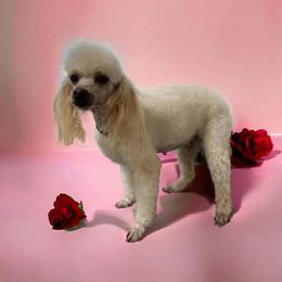 Chai Chai - Poodle