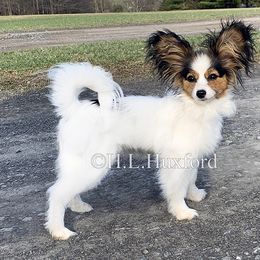 Papillon Puppies from Holly Huxford