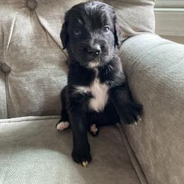Goldendoodle Puppies from Dhalia’s Doodles