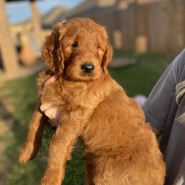 Goldendoodle Puppies from Bows & Ties Doodles