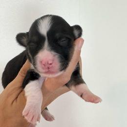 Boy 2 - Black and tan male Pembroke Welsh Corgi puppy in Clarksville, Tennessee from Cooler Farms Corgis