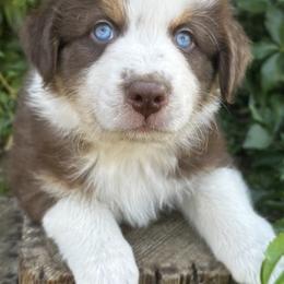Australian Shepherds from Causey Ranch Aussies/Labrador
