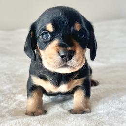 Boy 2 - Black and cream male Dachshund puppy in Ackerly, Texas from Silver Dach Farms
