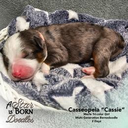 Pink Collar - Blue merle female Bernedoodle puppy in Jackson, Michigan from A Star is Born Doodles