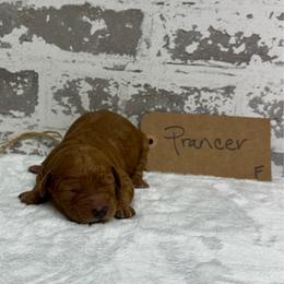 Prancer - Red  female Goldendoodle puppy in Nortonville, Kentucky from Deb’s KY Doodles