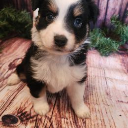 Morticia - Black tri female Miniature Australian Shepherd puppy in Macomb, Missouri from Faunus Farms and Aussies