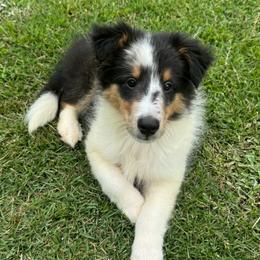 Aspen's Boy 1 - Blue merle white and tan male Shetland Sheepdog puppy in Shirley, Arkansas from Lucky Pups